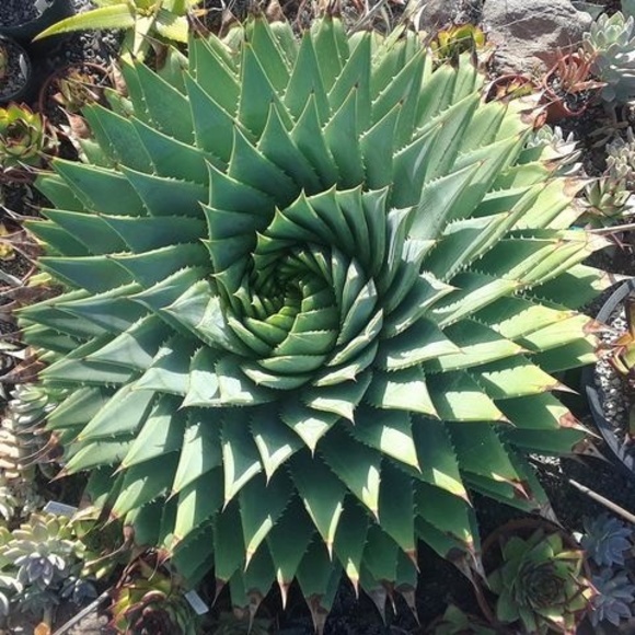 Meet your Posher, Tom - Picture 1 of 1